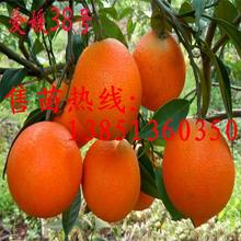 桔子树苗_产地批发湖北十堰桔苗桔子树苗占地