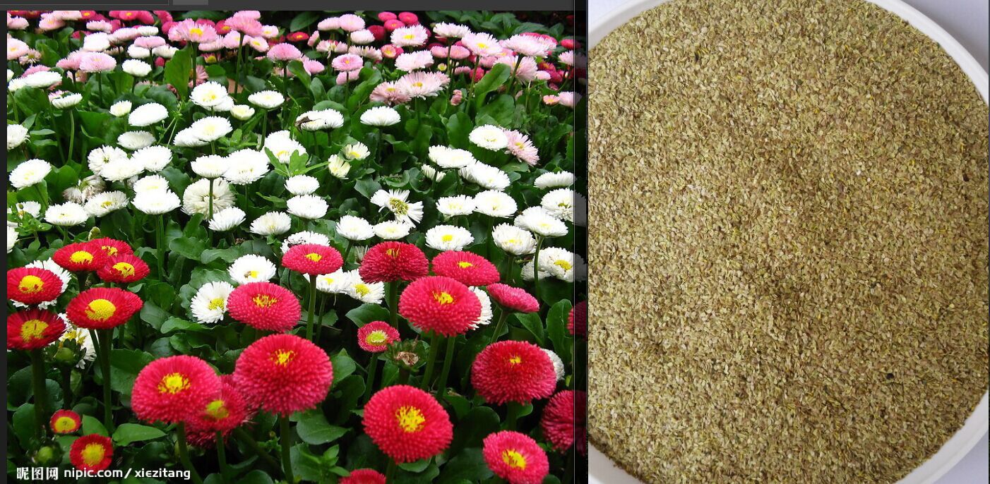 专业批发进口草花种子 千日红种子 千日红 大红球 紫红球