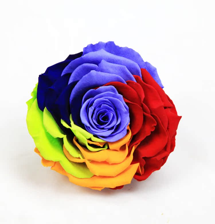 厄瓜多尔进口amore 进口七彩色巨型玫瑰花 永生花 保鲜.
