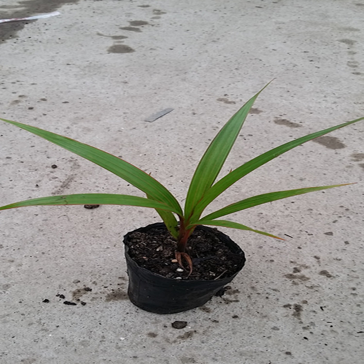 【基地直销】酒瓶椰子 棕榈科植物