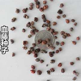 批发药材种子血藤种子大血藤活血藤气藤香石藤铁骨散小血藤 新采