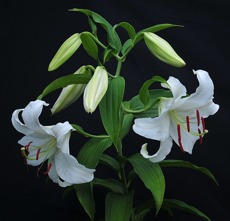 森冉生物 喇叭筒/野百合/百合花提取物 天然提取包邮