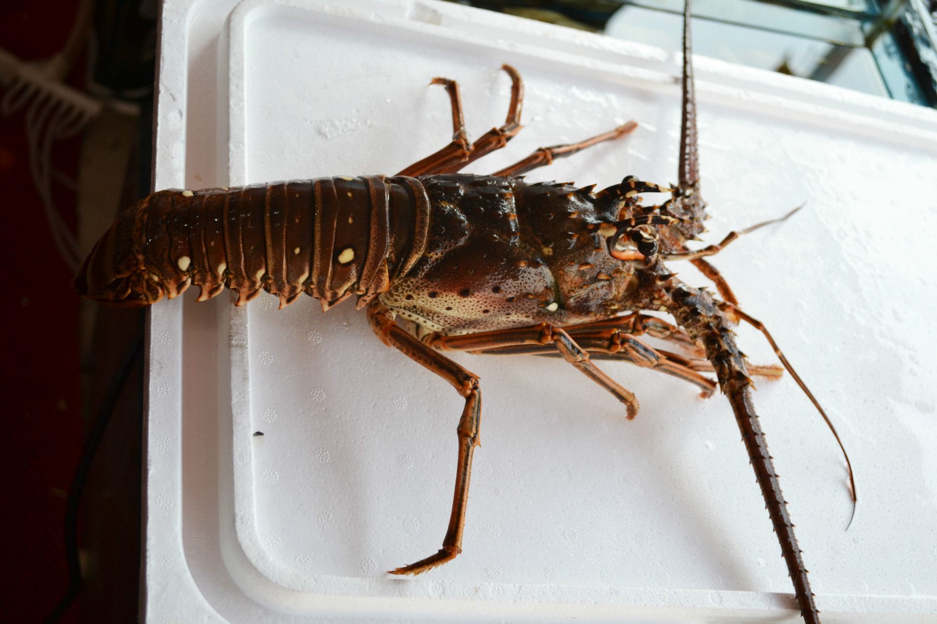 鲜活古巴龙 新鲜进口龙虾 海鲜龙虾批发酒店采购 上海衡丰水产贸易有