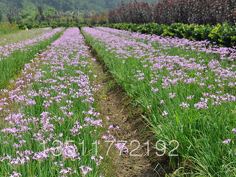 地被植物-紫娇花,优质紫娇花苗基地直销 野蒜、非洲小百合