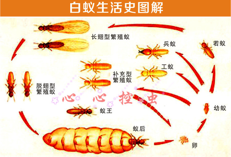 晔康联苯菊酯悬浮剂白蚁药防杀虫剂装修地板提前预防治可持效10年