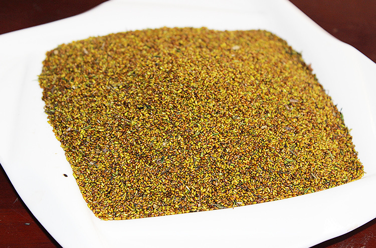 批发清热去火黄连种子2016年秋2年生纯新种子高纯度高