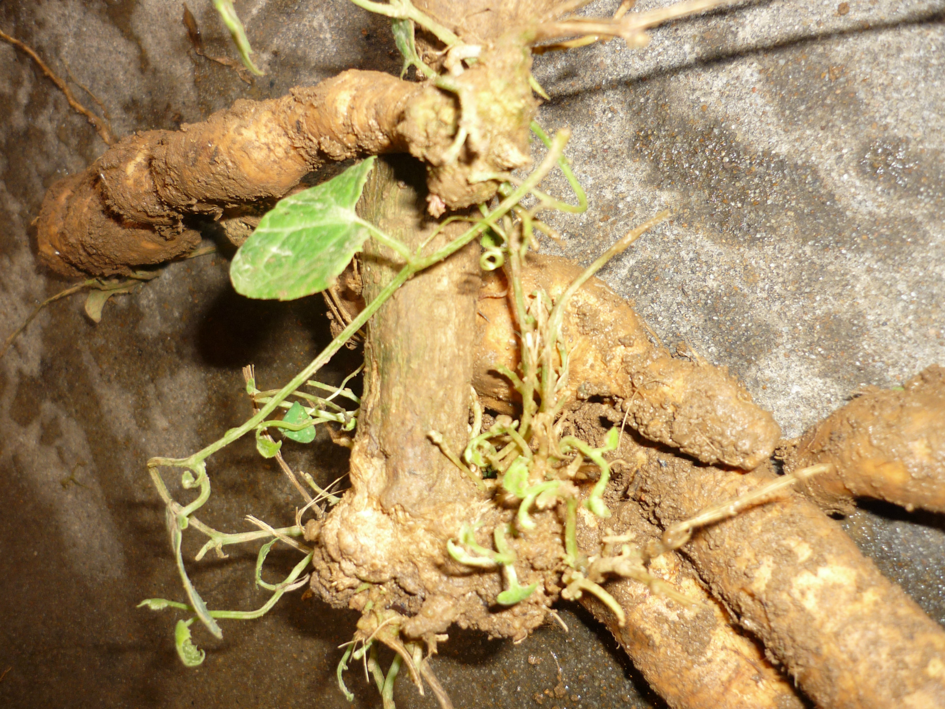 植物学特征编辑红参果为多年生落叶藤本宿根植物,是目前市面上少见的