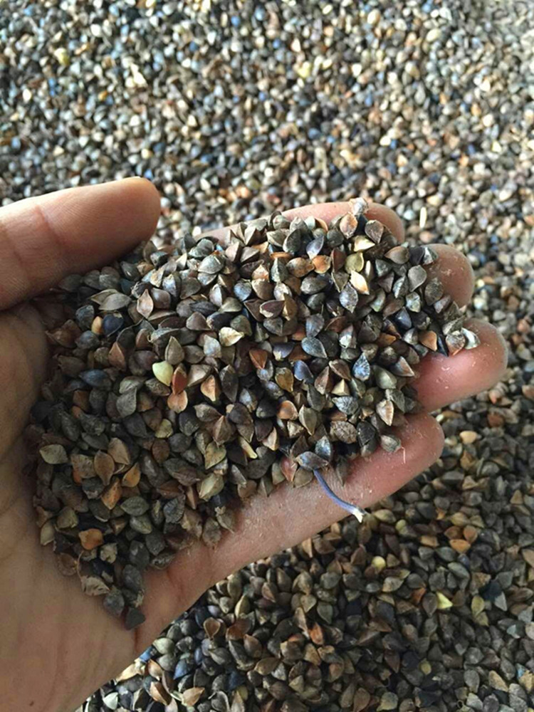 【大福源园林】基地直销 量大优惠 优质牧草种子 荞麦种子