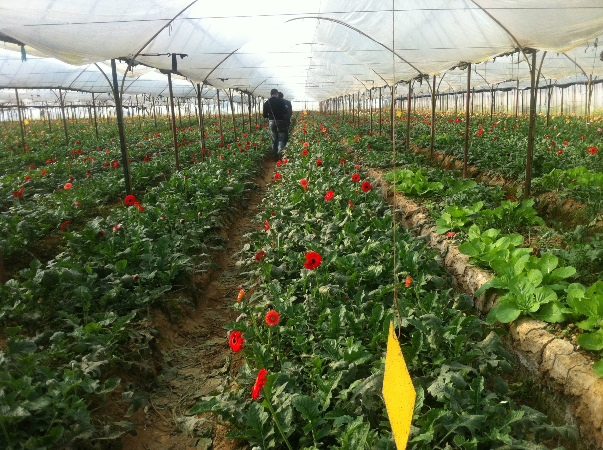 云南基地优质 非洲菊 菊花 扶郎 弗朗批发 鲜花批发鲜切花