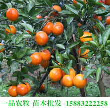 四川血橙苗价格_今日最新四川血橙苗价格行情