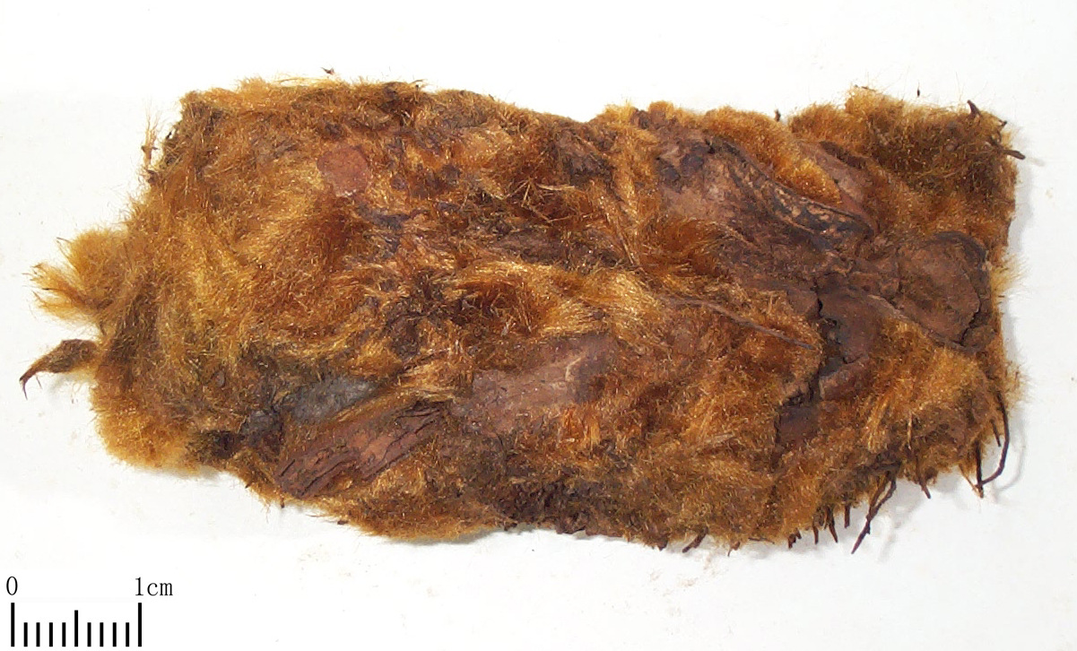 狗脊提取物 供应狗脊提取物 10:1萃取现货直销 包邮