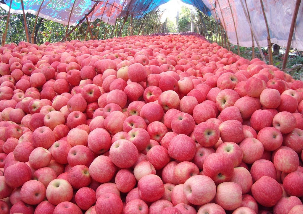 红 彤彤的苹果挂满枝头,煞是喜人,每年吸引了很多游客采摘.