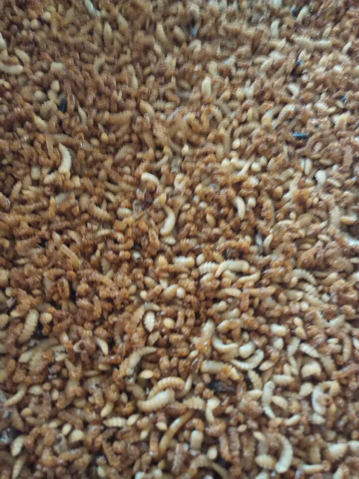 长年供应优质黄粉虫鲜虫,虫蛹养殖技术免费培训保价回收