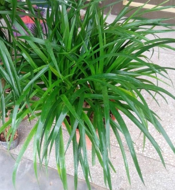 龙须兰树 龙铁树 多头龙血树 室内客厅大型盆栽 绿植净化空气批发