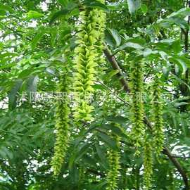 枫杨树苗价格_枫杨树苗价格价格_优质枫杨树