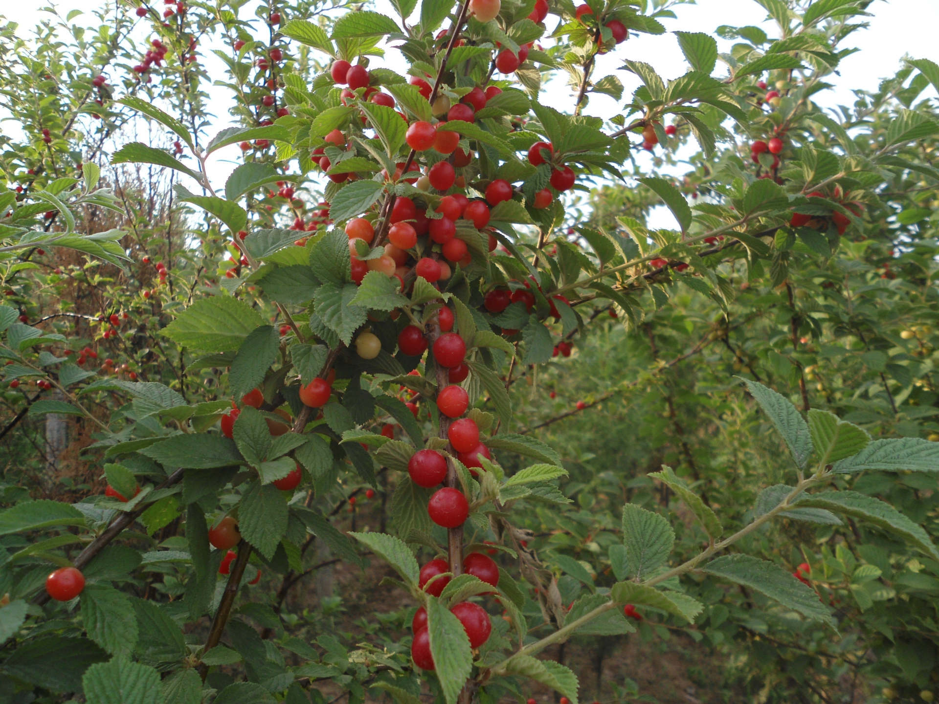 日本矮樱3公分!绿化苗果树苗均可!