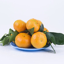 沙糖桔批发价格_最新沙糖桔批发价格\/批发报价