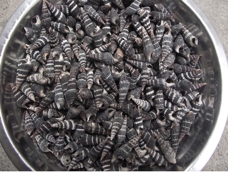 天然小海螺贝壳 黑色小锥螺家居地台装饰创意diy材料批发