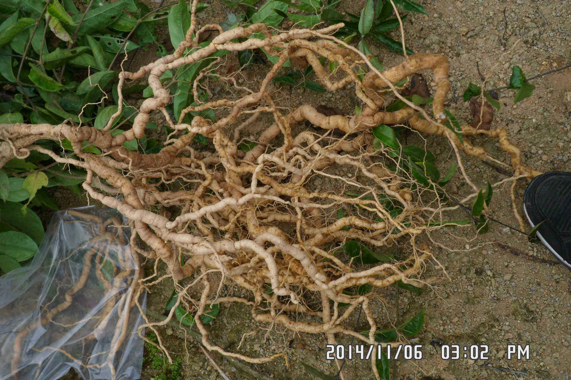 福建南靖鲜品品巴戟天(食疗炖品)