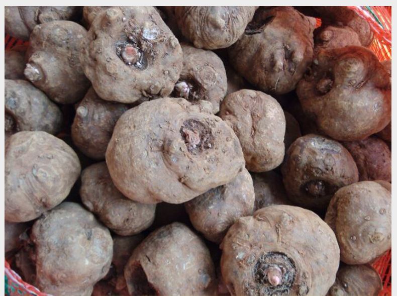 魔芋种子1代魔芋种子山阳县东山魔芋种植基地