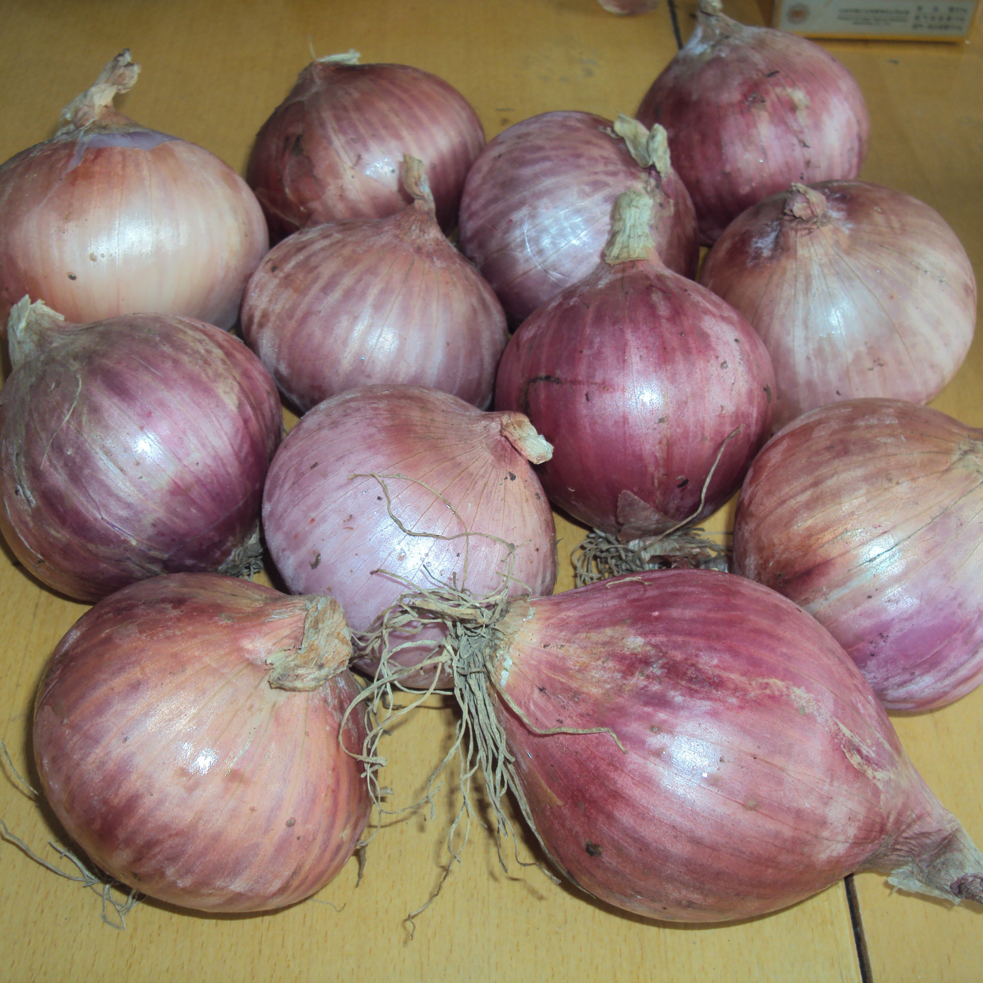 厂家供应出口级英国 圆葱 绿色新鲜带包装-洋葱