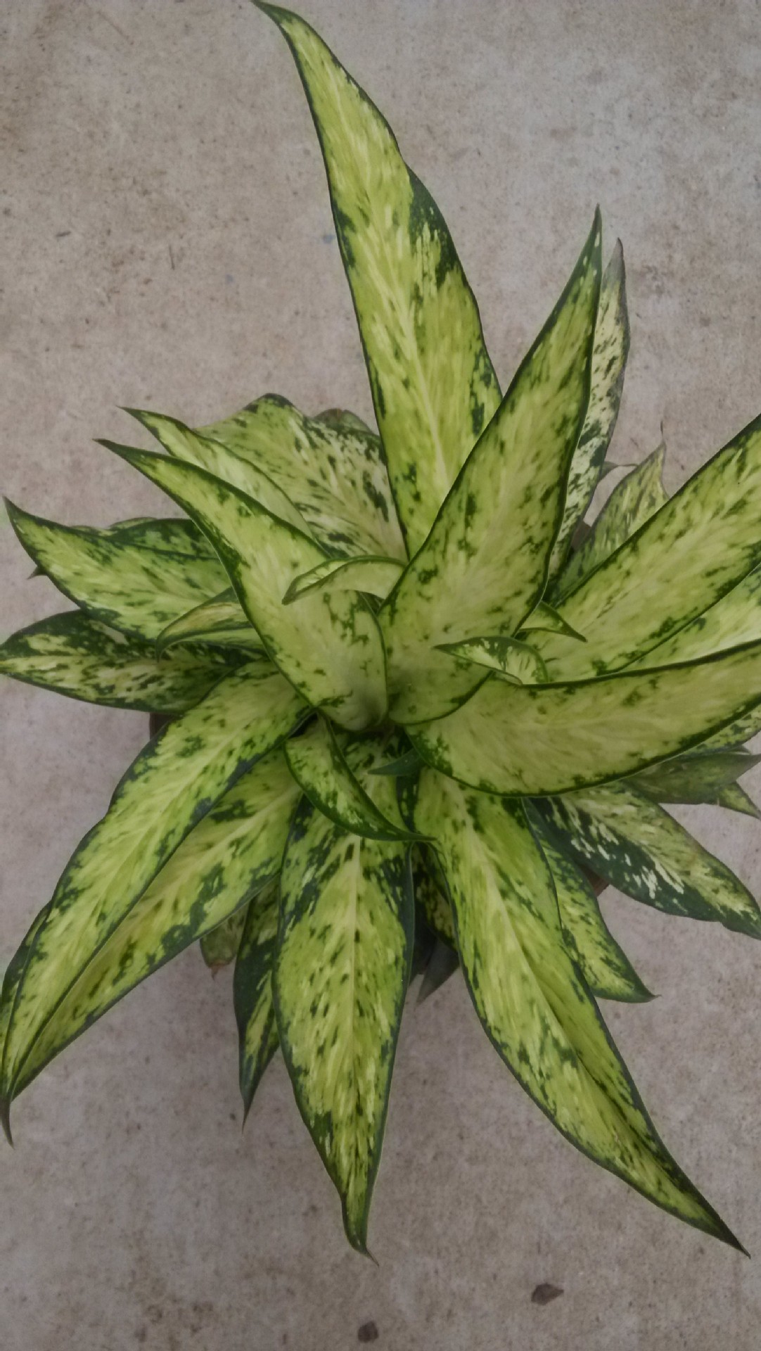 银皇后 银后万年青 银后粗肋草 银后亮丝草 美化室内办公室