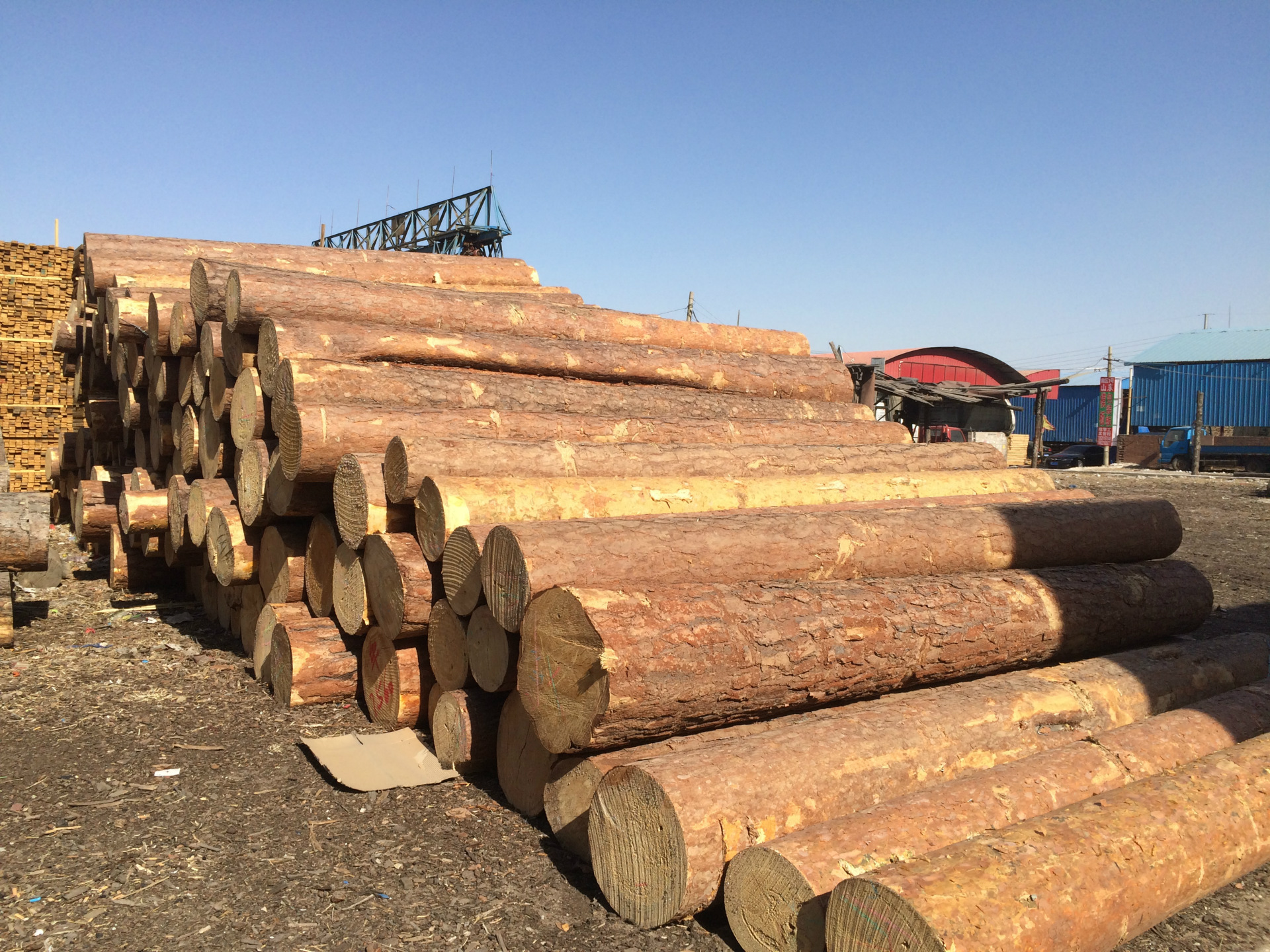 特级俄罗斯无节樟子松原木