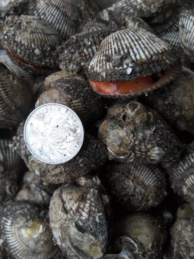 海鲜鲜活魁蚶大赤贝鲜活赤贝生吃刺身新鲜大毛蛤血蛤酒店