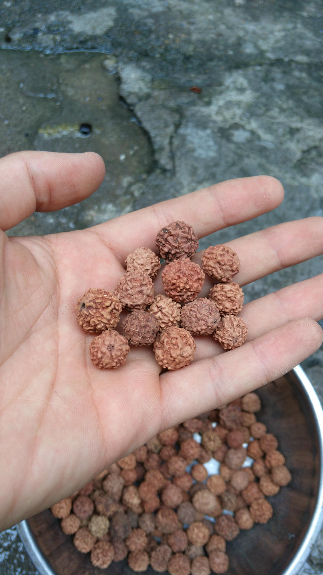 批发小金刚菩提子原籽散装通货小金刚菩提籽天然未处理店铺直销