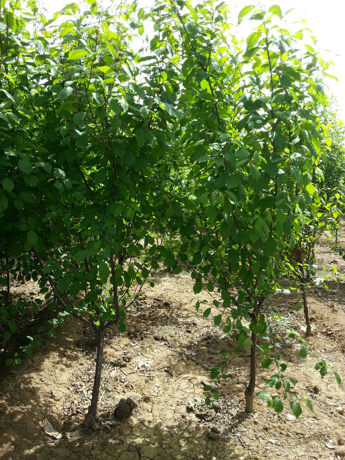 河北保定多种规格优质山杏量大从优苗木批发基地绿化苗圃