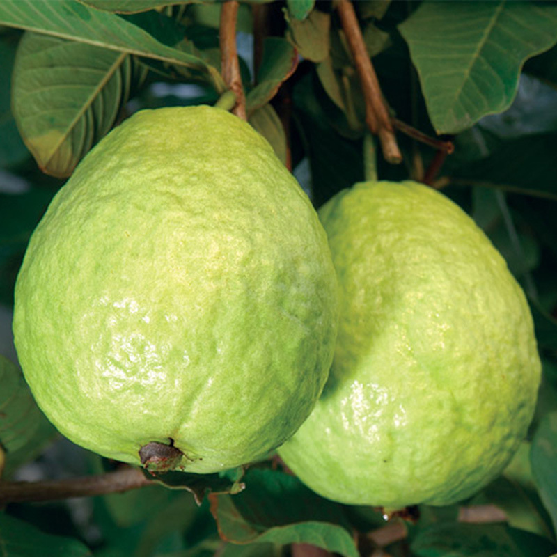 5斤装台湾珍珠番石榴 广西玉林芭乐低糖高纤维热带水果 新鲜水果