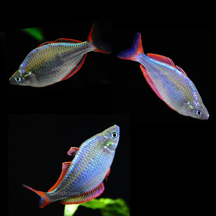 电光美人鱼公母图片
