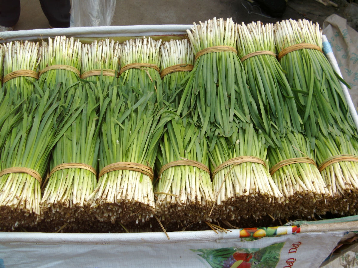 缺货长期供应 天然有机新鲜韭菜 中绿棚韭王菜耐寒优秀蔬菜批发