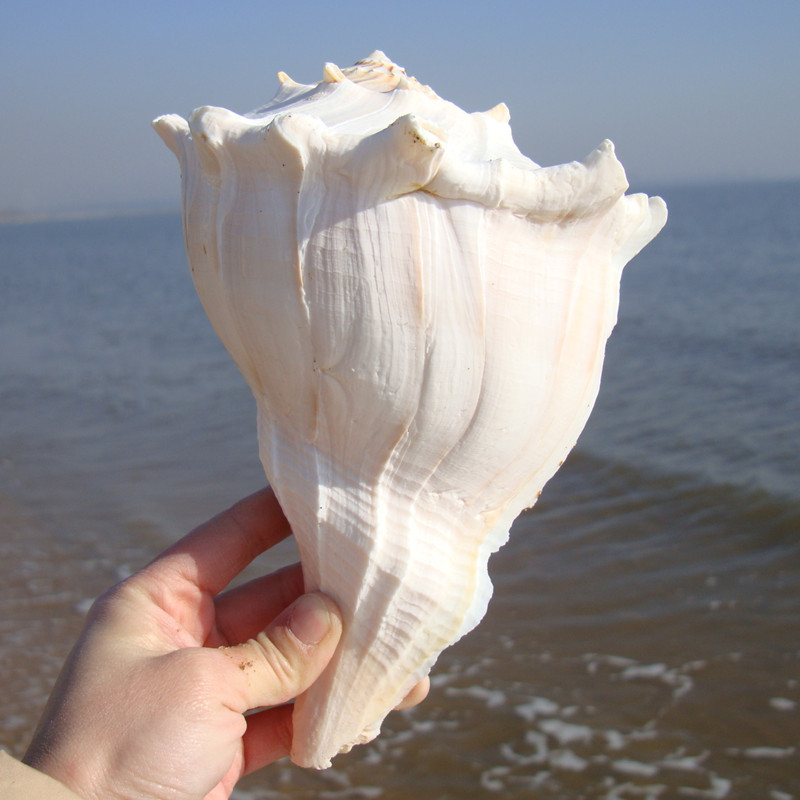 天然左旋香螺 转运助财/佛教供奉 超大海螺 稀缺海洋标本 实物图