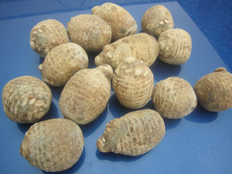 批发供应优质亳州中药材优质泽泻小包装批发保证品质按方抓药