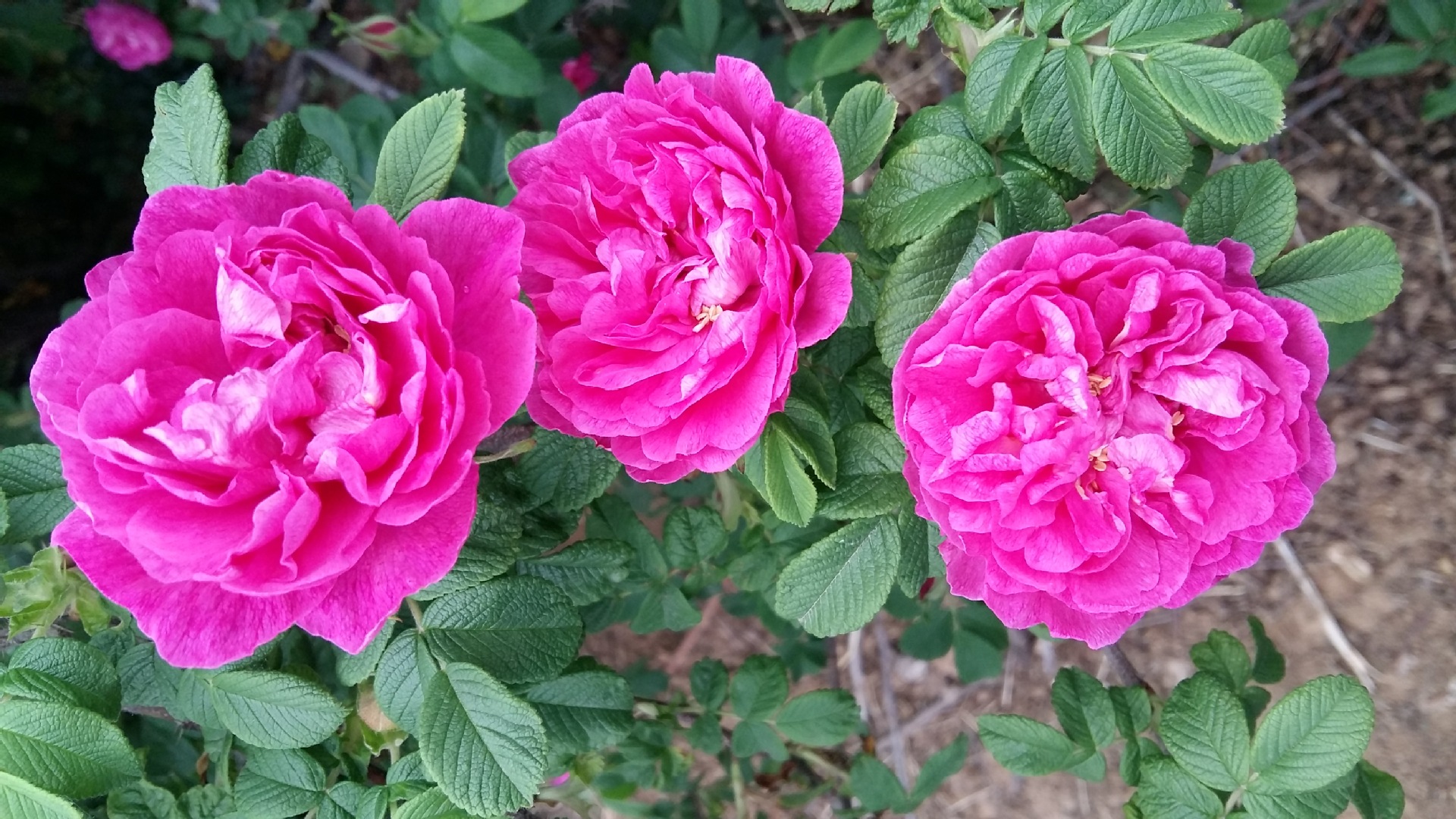 优质种苗 食用,药用 丰花一号玫瑰杯苗原产地大量批发