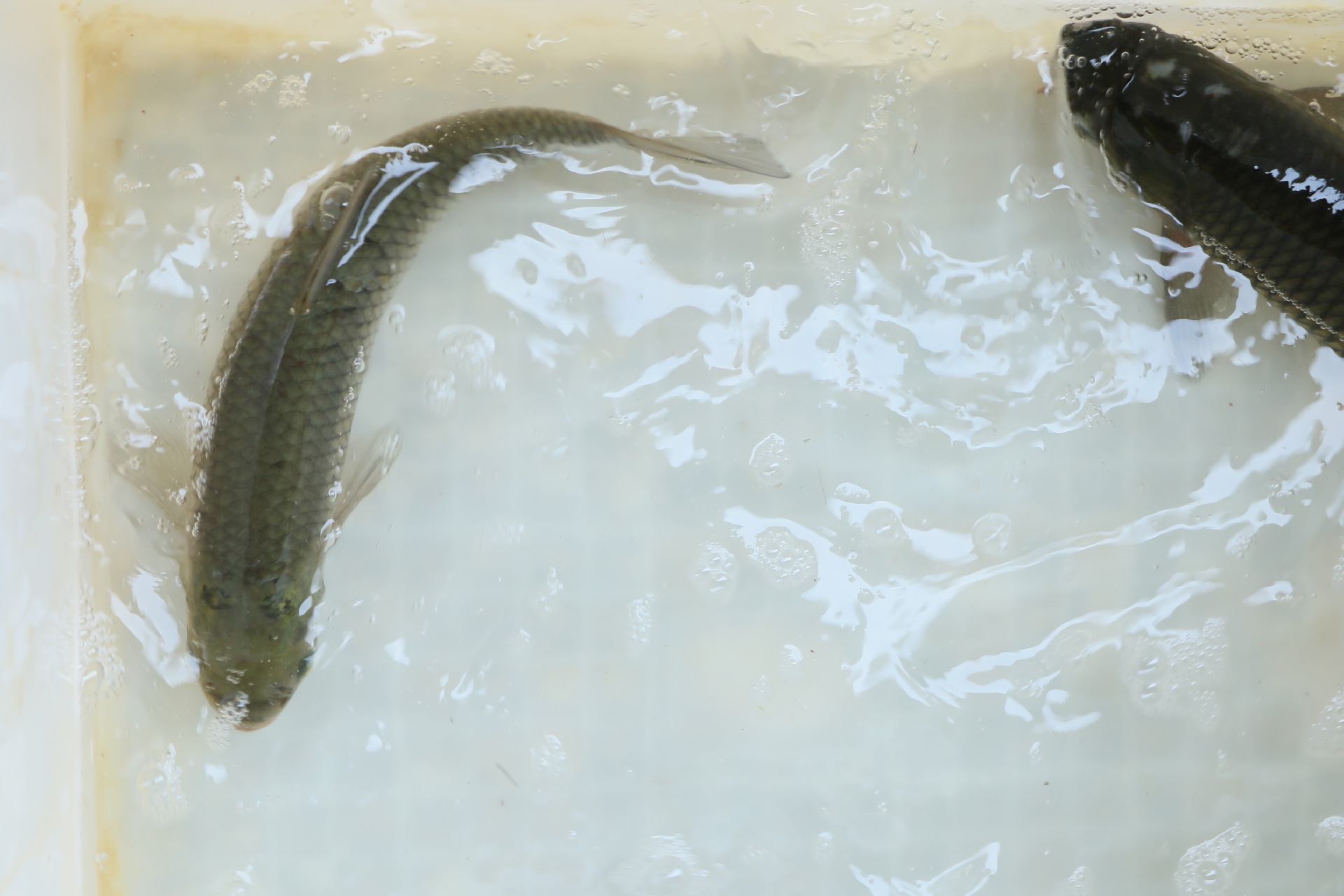 诚德水产 新鲜淡水鱼草鱼 生态水产养殖 绿色健康佳肴