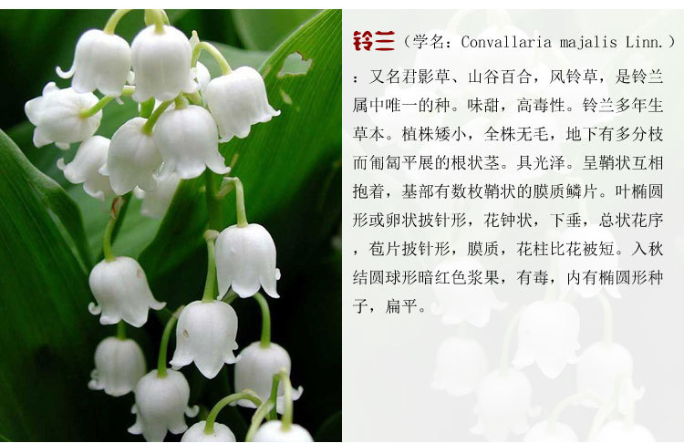 花卉室内庭院香型铃兰花盆栽苗根 球根 绿植植物根须