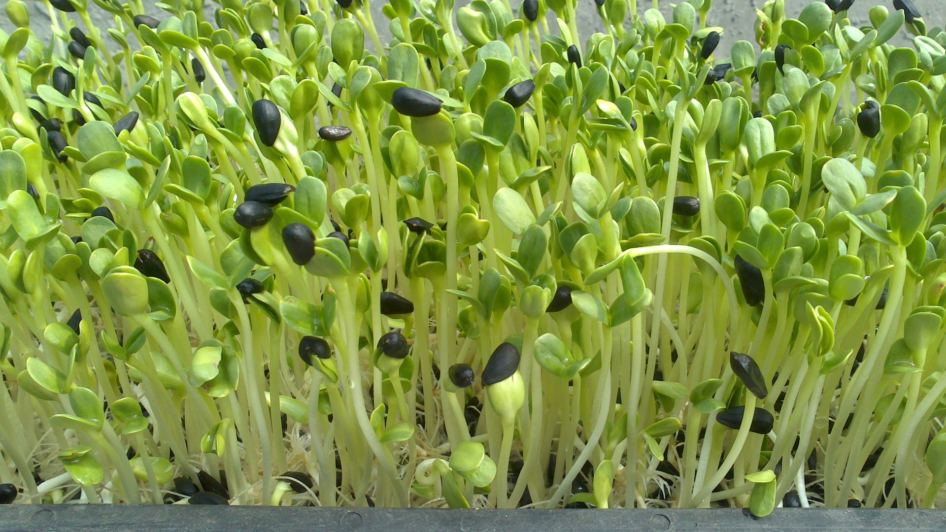 小油葵种子 炒货鸽子粮 特色蔬菜 芽苗菜种子批发公司