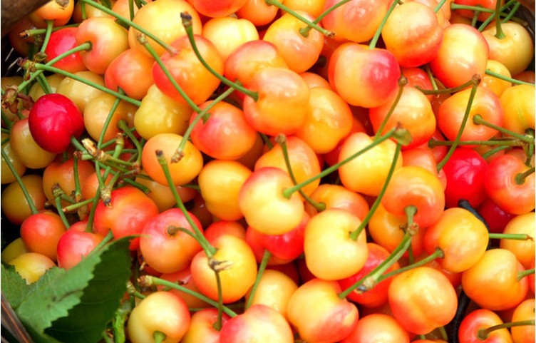 供应黄玉樱桃新品种黄水晶樱桃新鲜水果大樱桃