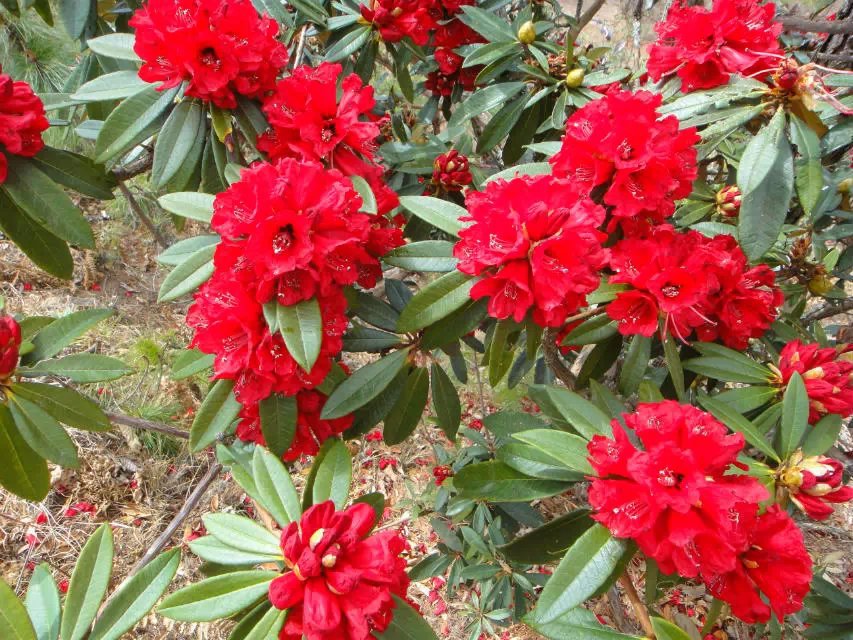 朱砂杜鹃春鹃石岩杜鹃东洋杜鹃山苗木春鹃苗湖北花卉价格色块苗