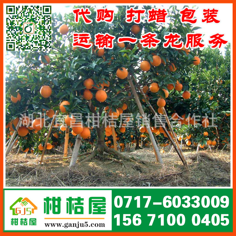 2017年随州市早熟密橘产品展示