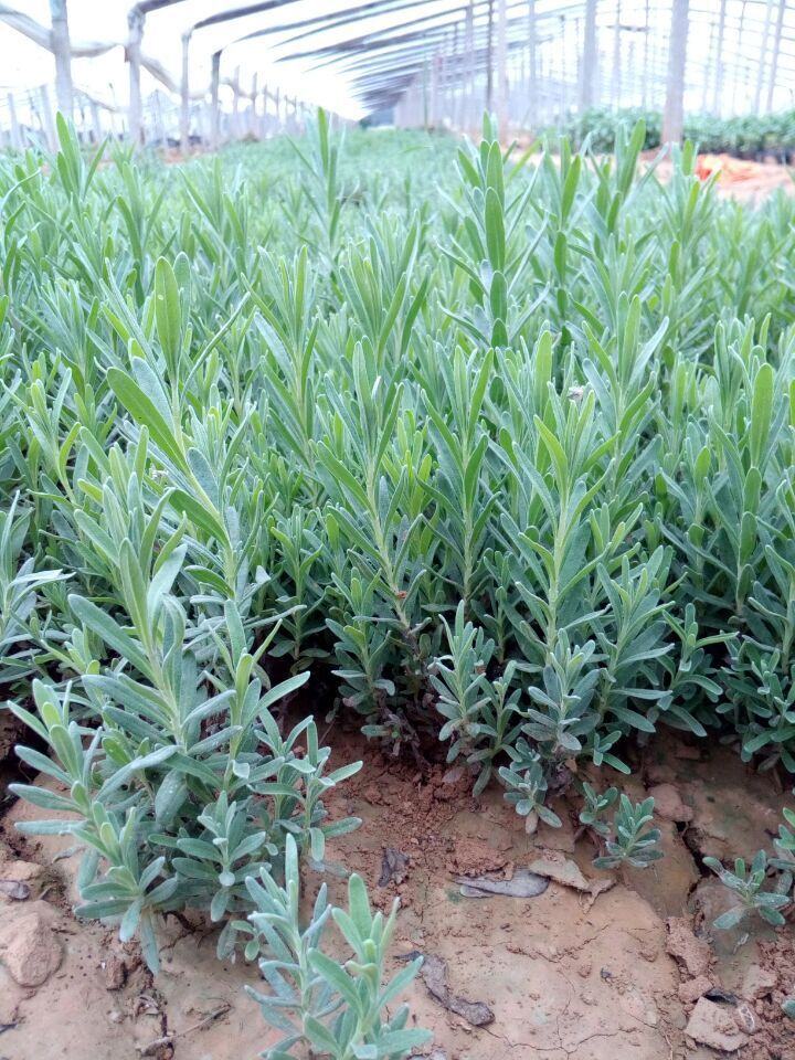 常年供应薰衣草苗杯苗鼠尾草成品苗营养钵苗穴盘苗图