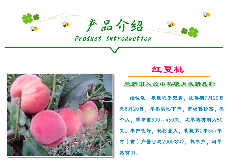 厂家供应 新品种红夏桃果树苗 南方嫁接果树苗