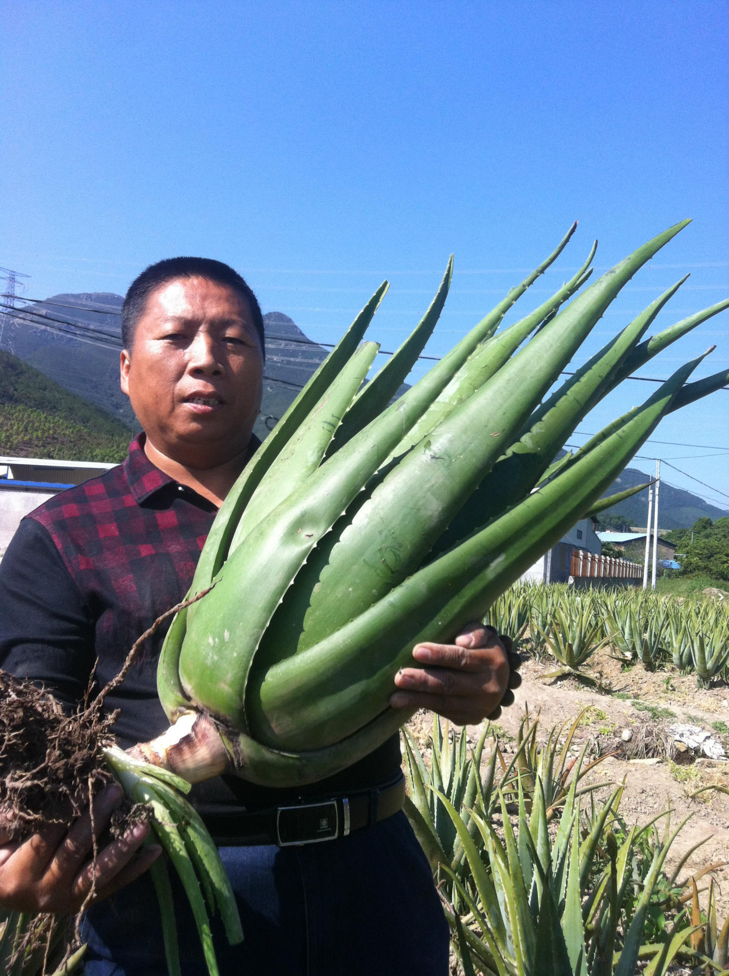 美国库拉索芦荟美容院芦荟灌肤花卉盆栽食用新鲜室内大芦荟植物