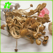厂家直销 特级天然茶树菇冰菇 高品质古田特级茶薪菇