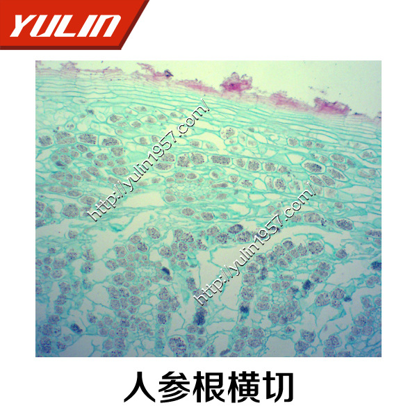 切片标本 生物显微镜中草药实验 玻片 人参根横切厂家直销