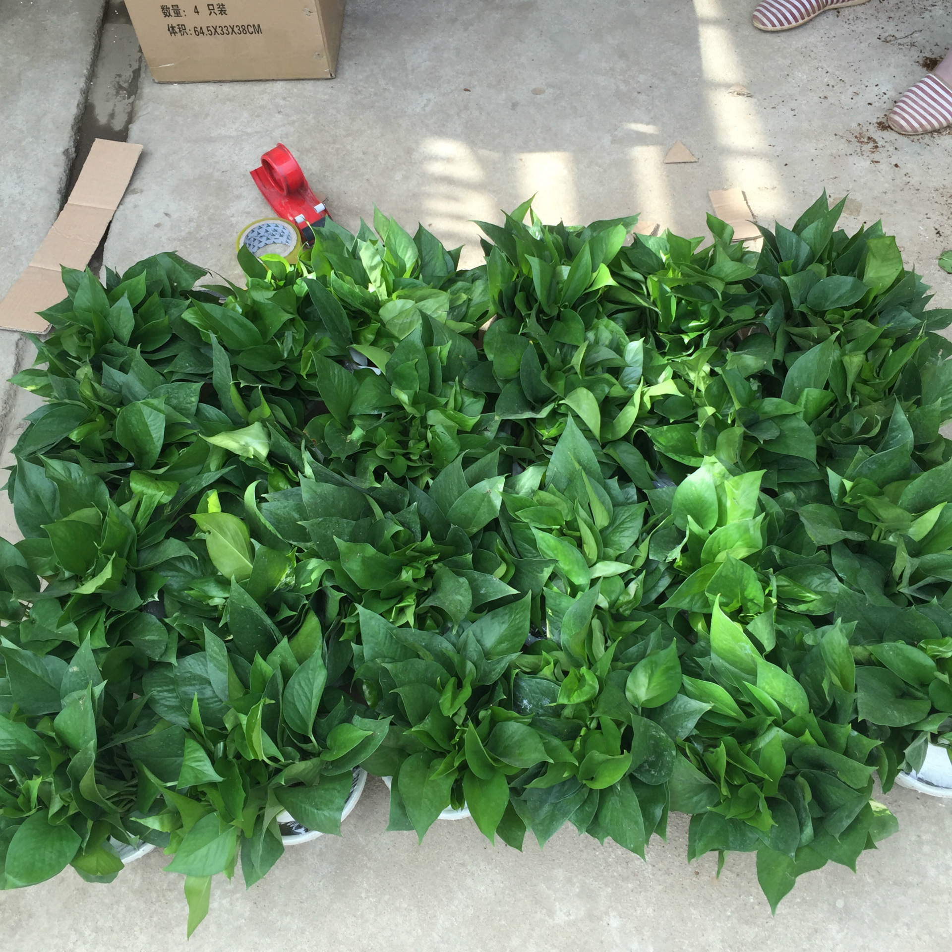 批发优质绿萝 180白盆绿萝 绿航绿萝 爬藤水培绿萝