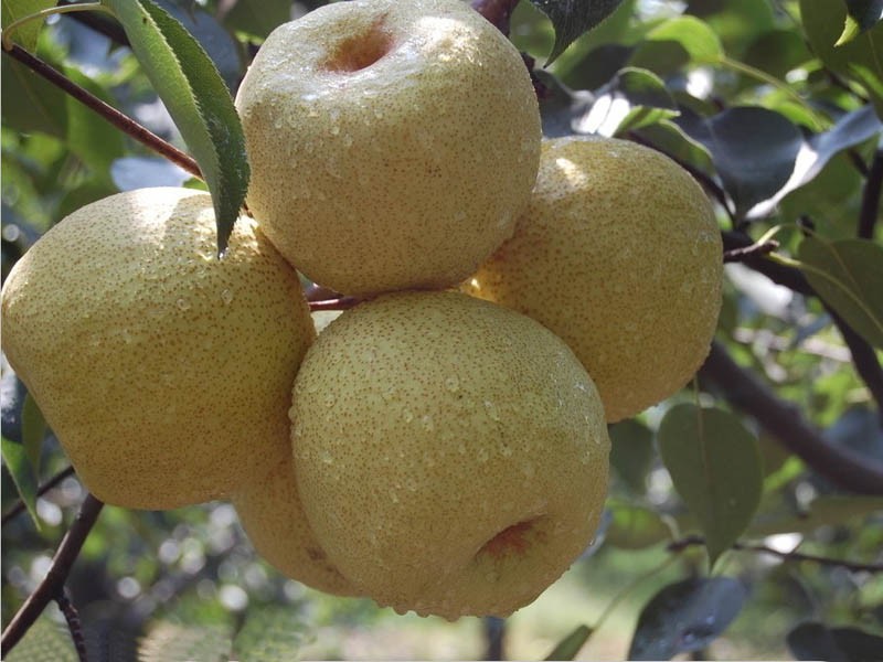 山东莱阳黄金酥梨