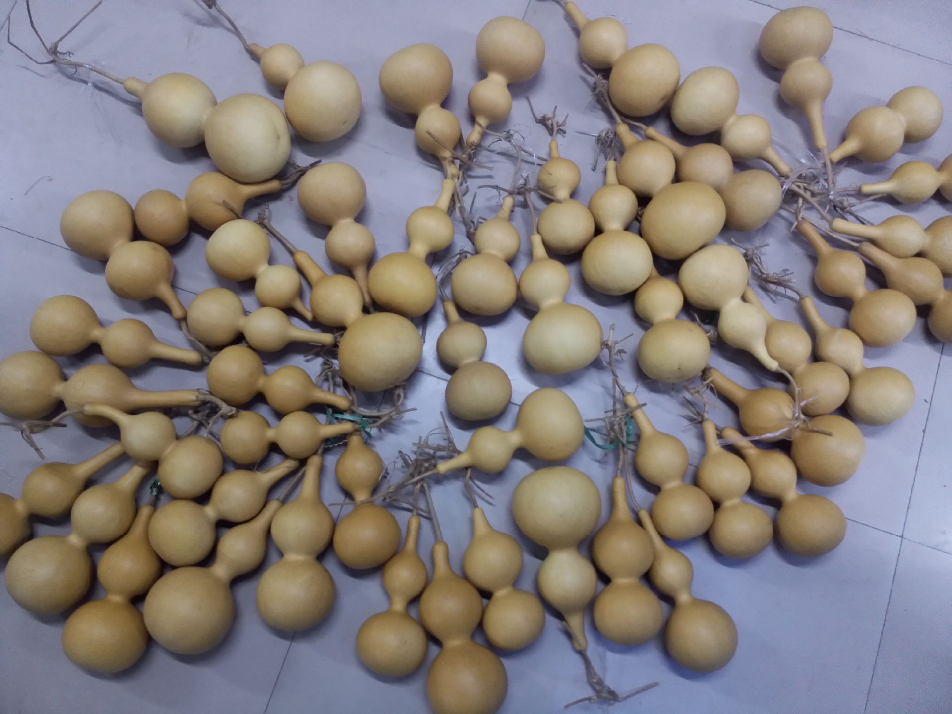 常年大量批发2015年新中号压腰葫芦天然中号20-25厘米葫芦